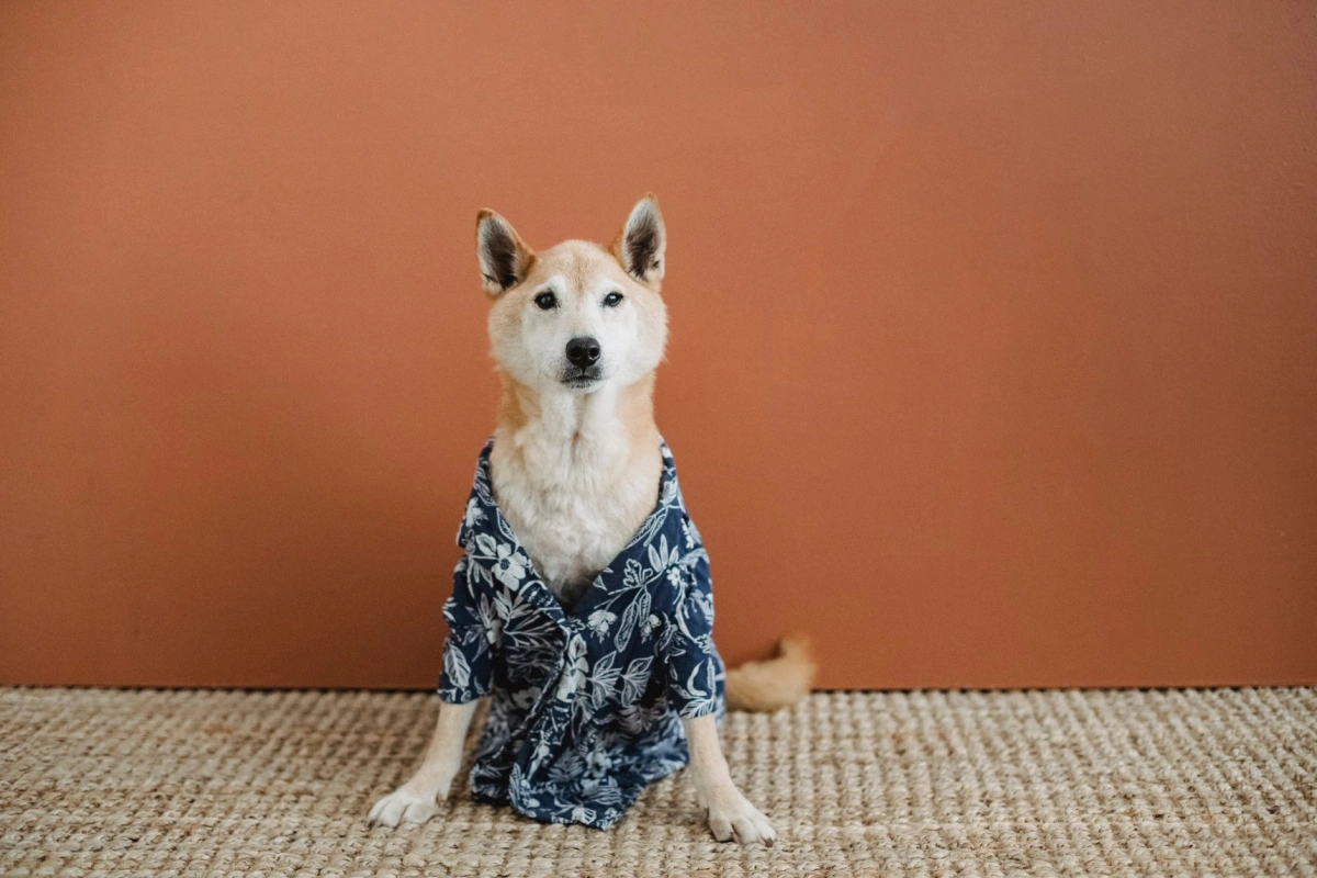About Petal & Pup