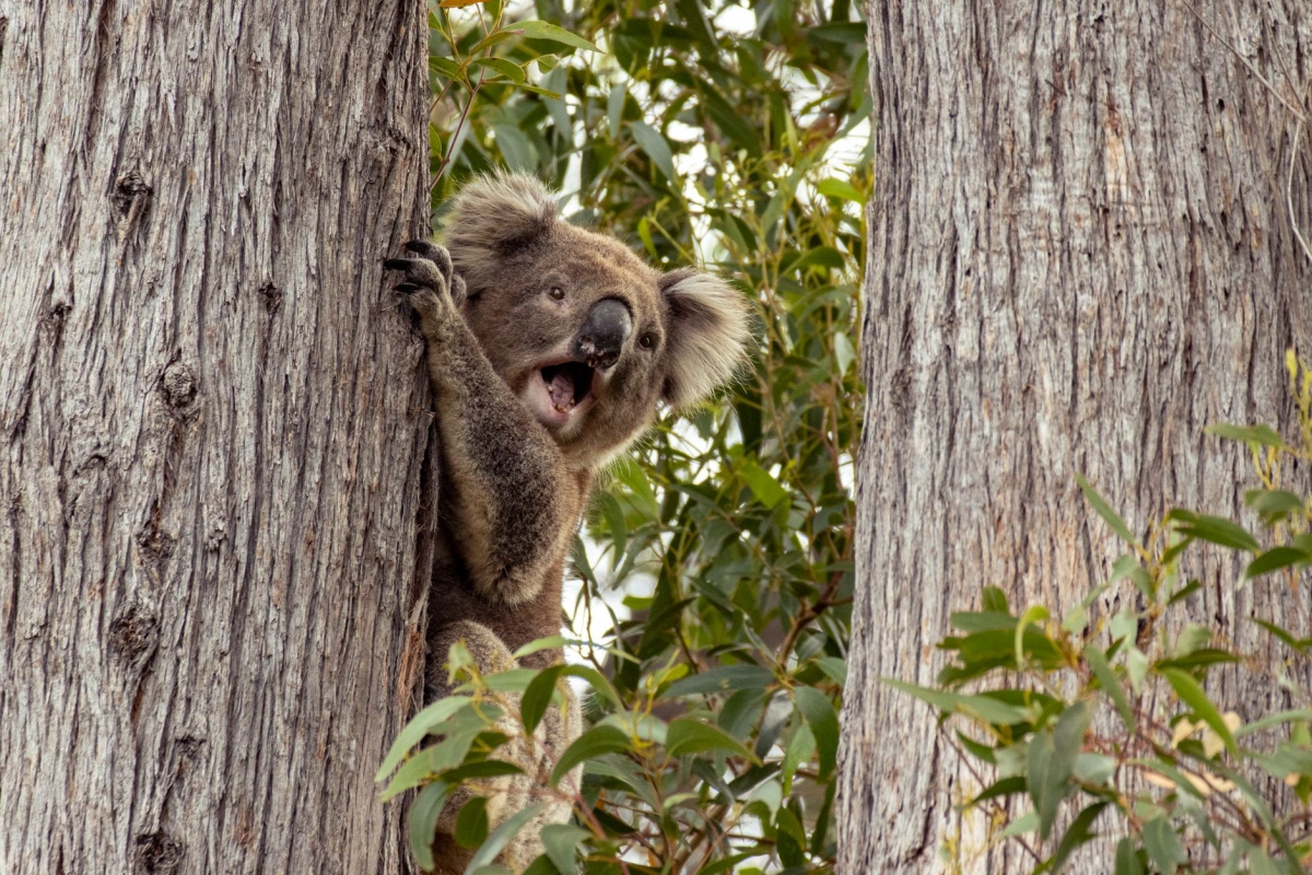 About Koala