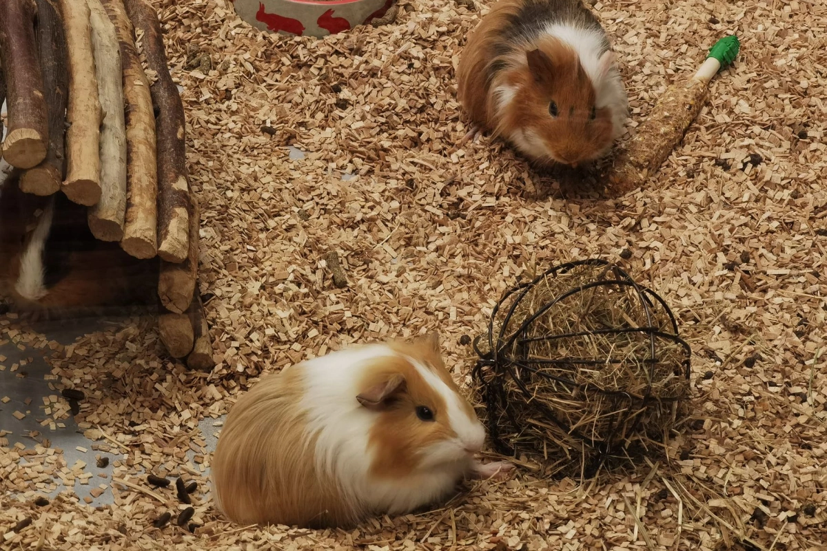 About Petbarn